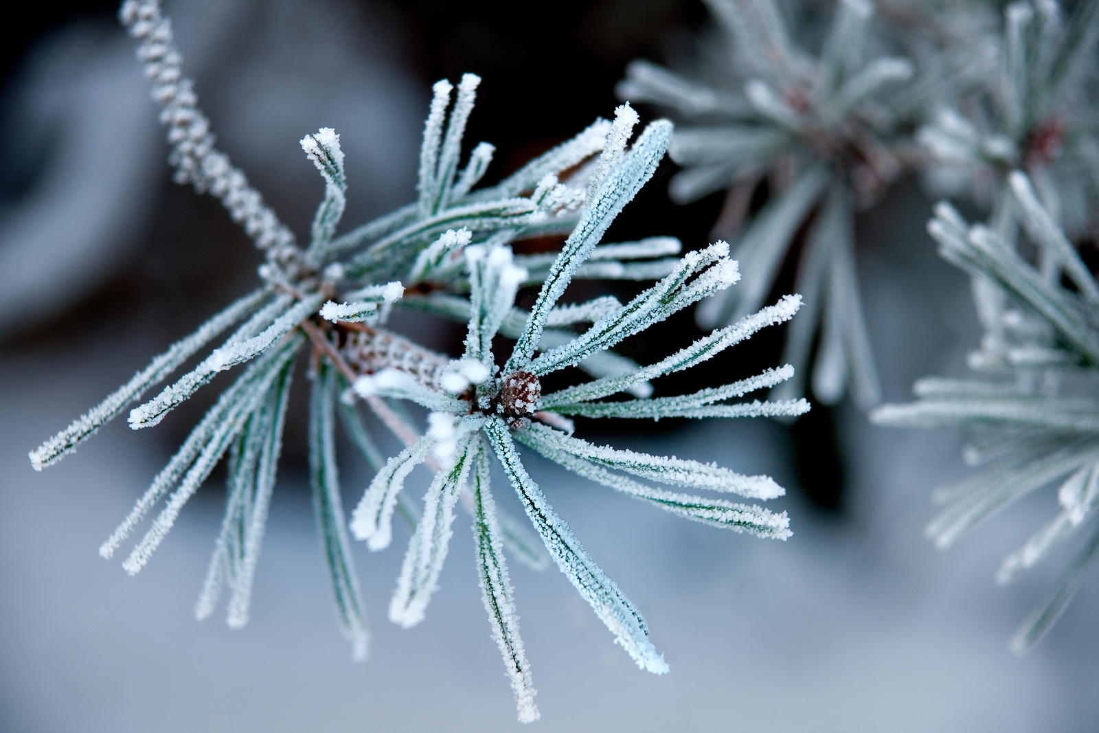 Needles Of Pine Tree With Ice Crystals