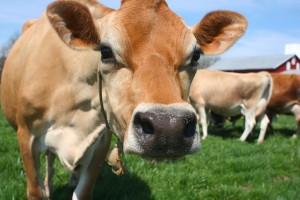 A pretty bovine hanging out in a green pasture