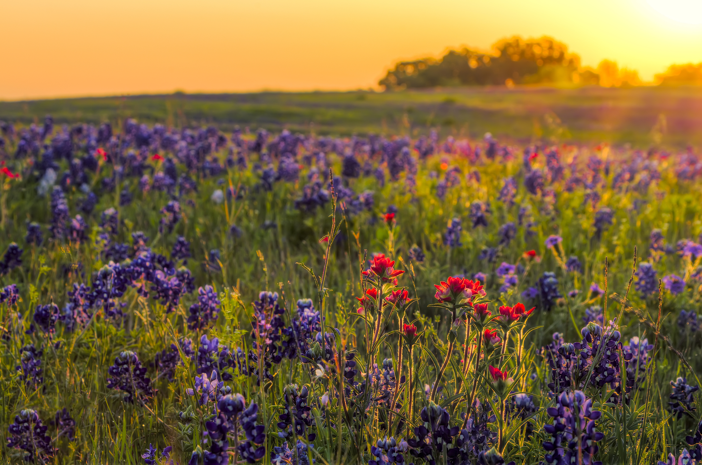 Bluebonnets And Indian Paintbrushes Near Ennis, Tx
