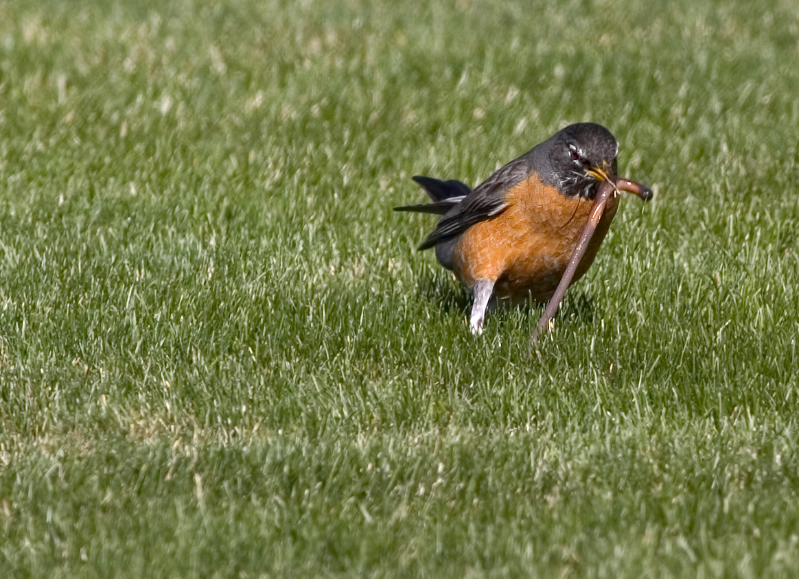 robin stretching a worm