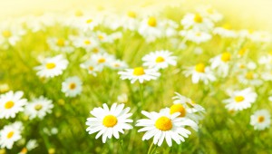 Field of daisy flowers